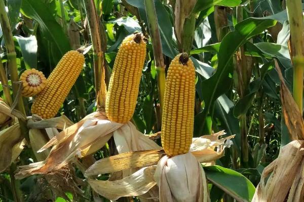 盘玉7号玉米种子简介，中抗茎腐病