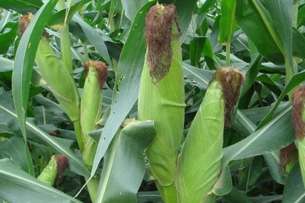 登海995玉米种子特征特性，中抗小斑病