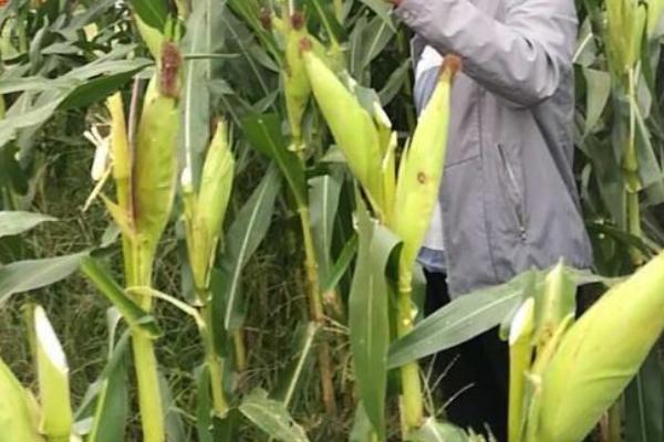 富友668玉米品种的特性，喇叭口期防治玉米螟