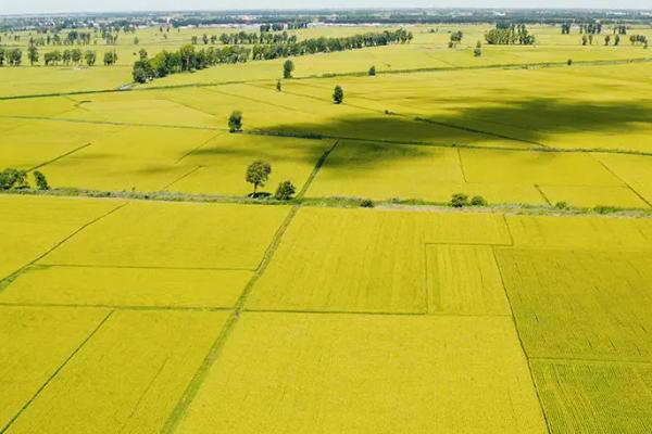 福稻881水稻种子介绍，播种出苗后轻晒田至3叶期