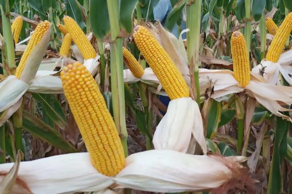 盘玉7号玉米种子简介，中抗茎腐病