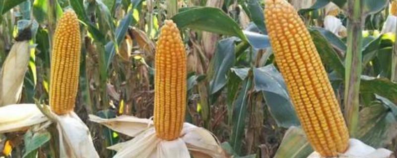FY761玉米品种简介，全生育期102天左右