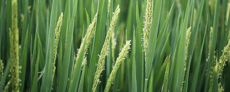 苏缘糯1889水稻种子简介，全生育期151.5天