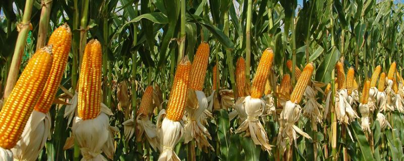 美育799玉米种子特点，出苗至成熟123天