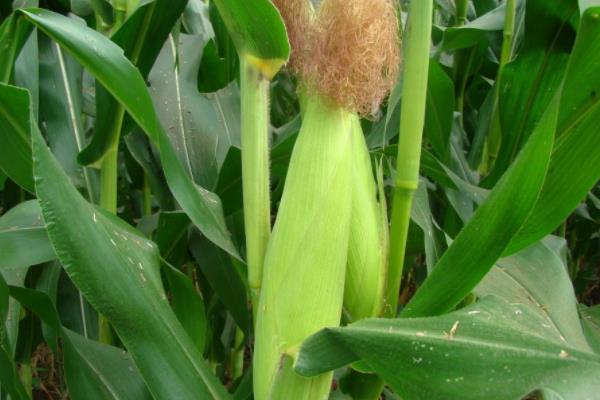 申科爆203玉米种子简介，爆裂玉米品种