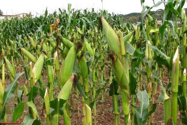 申科爆203玉米种子简介，爆裂玉米品种