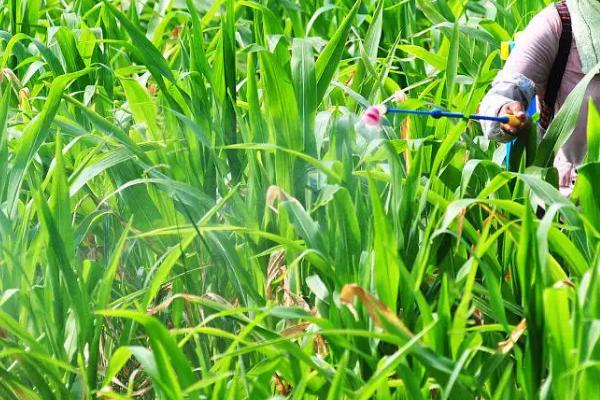 美育799玉米种子特点，出苗至成熟123天