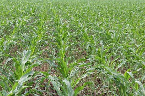 美育799玉米种子特点，出苗至成熟123天