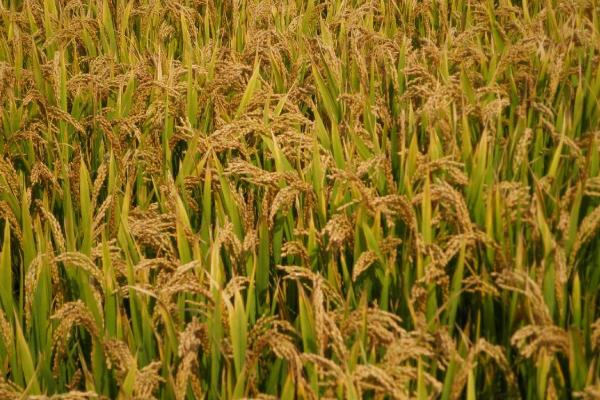 华星占水稻种子特点，5月下旬-6月初播种
