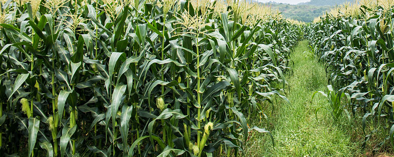 海科1228玉米种子特征特性，注意防治病虫害