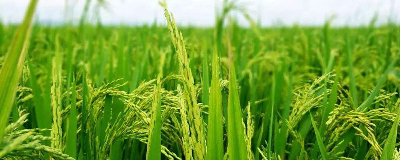 华星占水稻种子特点，5月下旬-6月初播种