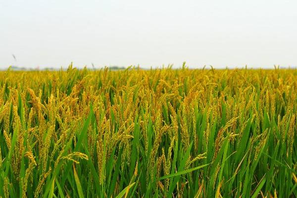 蜀香优766水稻种子特征特性，综合防治病虫害
