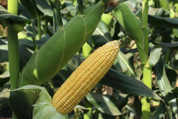 美育799玉米种子特点，出苗至成熟123天