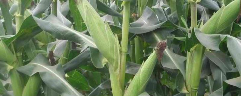 美育701玉米品种简介，中抗禾谷镰孢茎腐病