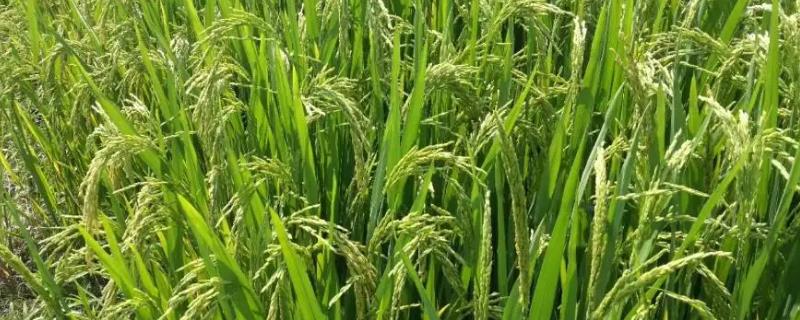 蜀香优766水稻种子特征特性，综合防治病虫害