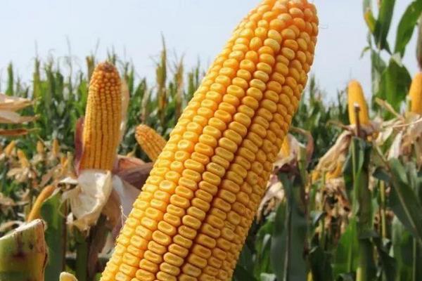 吉农玉1866玉米种子介绍，出苗至成熟127天