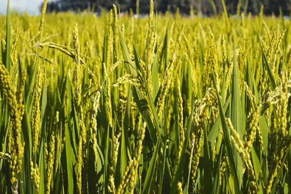 华星占水稻种子特点，5月下旬-6月初播种