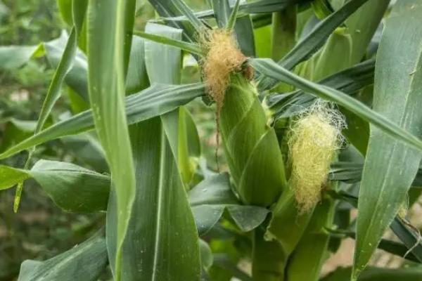 FY761玉米品种简介，全生育期102天左右