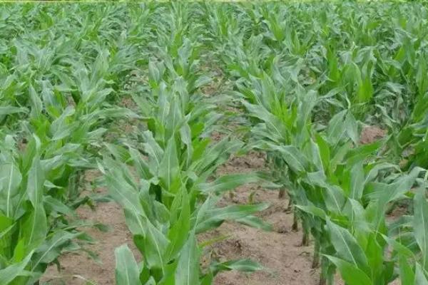 吉农玉1866玉米种子介绍，出苗至成熟127天