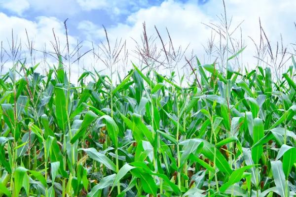 吉农玉1866玉米种子介绍，出苗至成熟127天