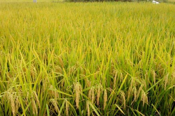 赤两优143水稻种子简介，全生育期138.6天