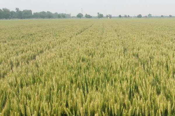 伟隆388小麦种子特点，属半冬性品种