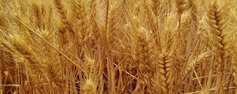 伟隆388小麦种子特点，属半冬性品种