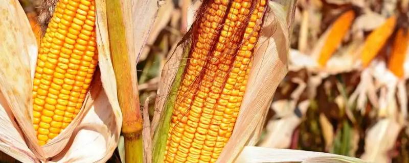 S8316玉米种子简介，注意防治丝黑穗病和茎腐病