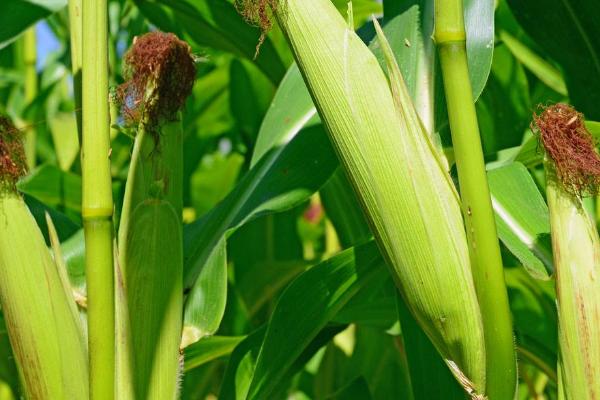 S8316玉米种子简介，注意防治丝黑穗病和茎腐病