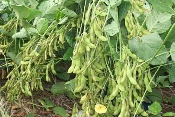 中豆96大豆种子简介,属高蛋白早播夏大豆品种