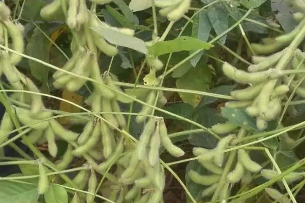 中豆55大豆种子简介，属早熟夏大豆品种