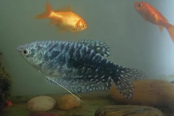 曼龙鱼会咬金鱼吗，曼龙鱼会咬金鱼