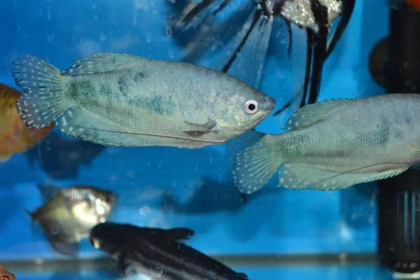 曼龙鱼会咬金鱼吗，曼龙鱼会咬金鱼