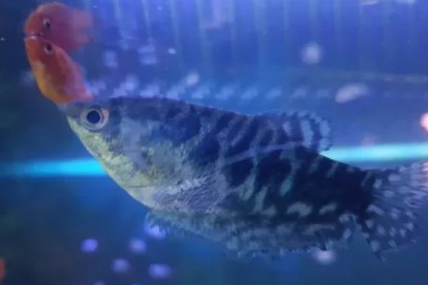曼龙鱼会咬金鱼吗，曼龙鱼会咬金鱼