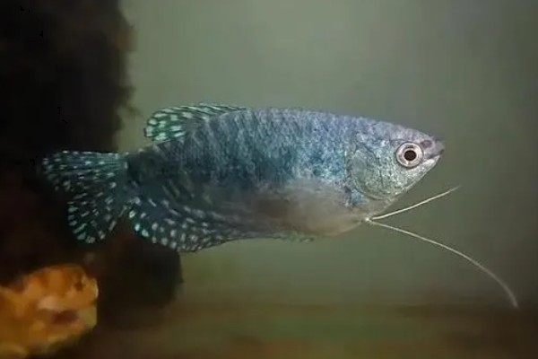 曼龙鱼会咬金鱼吗，曼龙鱼会咬金鱼