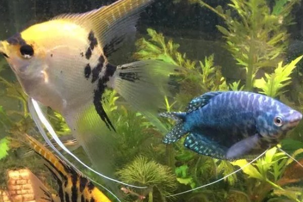 曼龙鱼会咬金鱼吗，曼龙鱼会咬金鱼