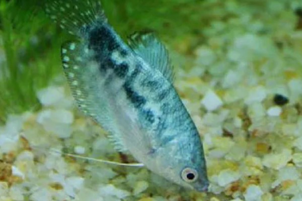 曼龙鱼会咬金鱼吗，曼龙鱼会咬金鱼