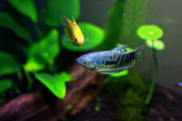 曼龙鱼会咬金鱼吗，曼龙鱼会咬金鱼