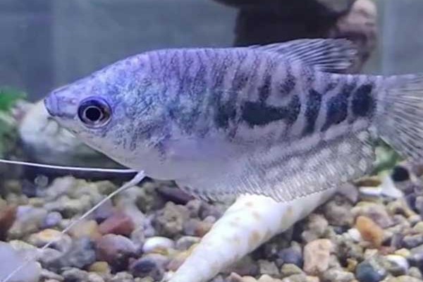 曼龙鱼会咬金鱼吗，曼龙鱼会咬金鱼