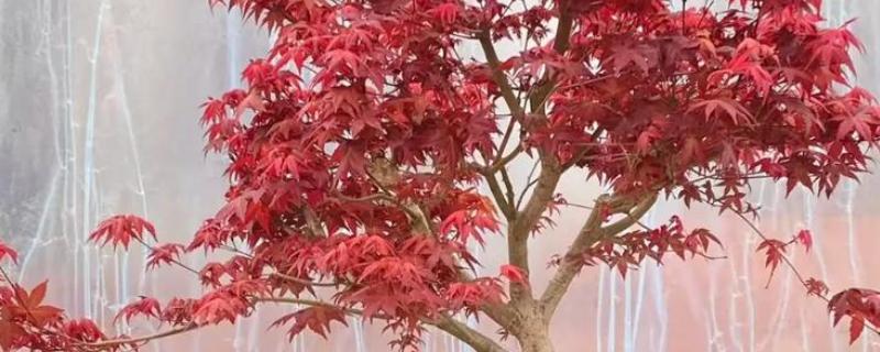 美国红枫如何修剪，春夏冬三季修剪