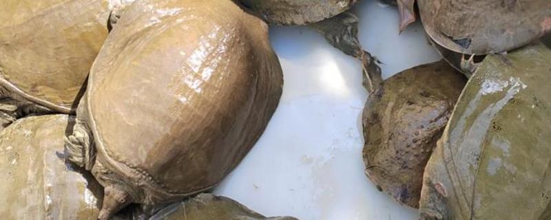 甲鱼能在水里呼吸吗，甲鱼不能在水里呼吸