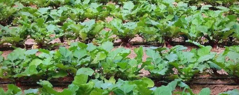 萝卜的种植方法，幼苗第一片真叶展开时要间苗