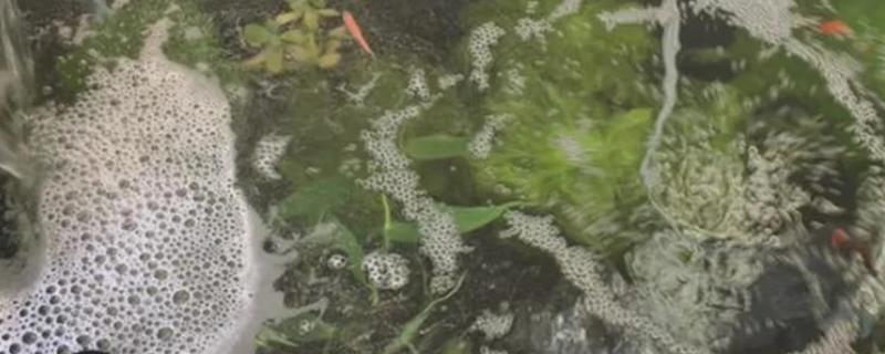 鱼缸起泡沫的原因，过量喂食、杂质过多等因素都会引起