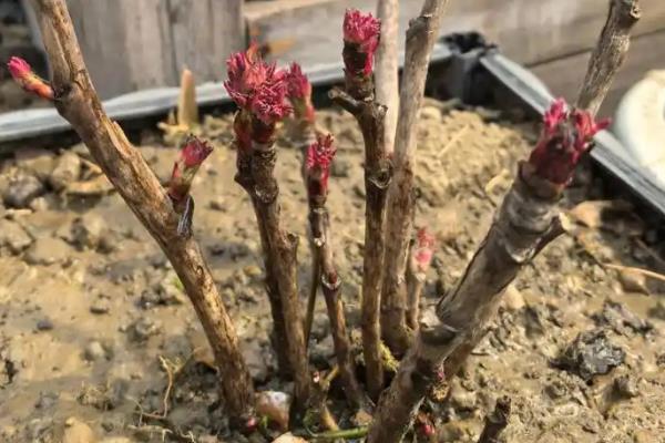 牡丹花移栽时根比较长要不要修剪，将过长的根系和老根、烂根全部剪除