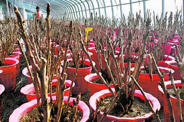 牡丹花移栽时根比较长要不要修剪，将过长的根系和老根、烂根全部剪除