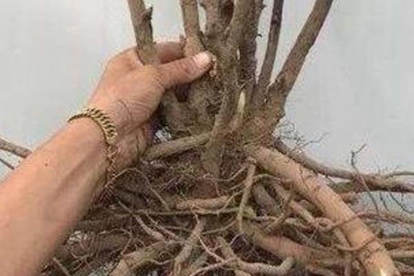 牡丹花移栽时根比较长要不要修剪，将过长的根系和老根、烂根全部剪除