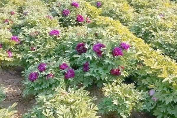 牡丹花移栽时根比较长要不要修剪，将过长的根系和老根、烂根全部剪除