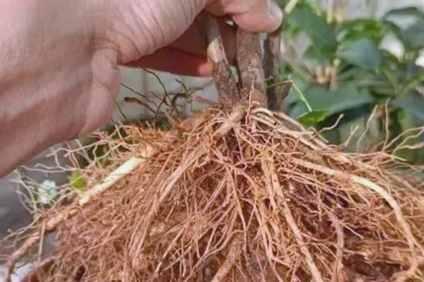 牡丹花移栽时根比较长要不要修剪，将过长的根系和老根、烂根全部剪除