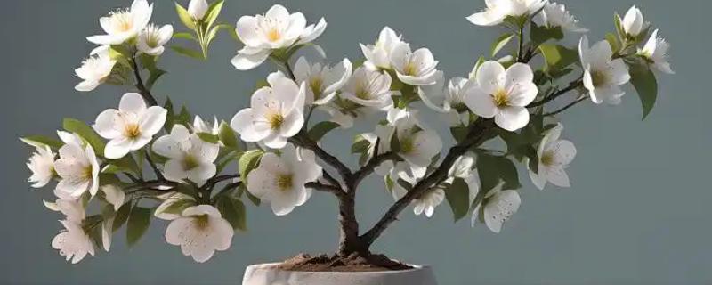 梨花花期的养护方法，可在花期前施加花前肥