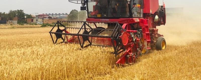 北方小麦的收割时间，春小麦一般在7月中下旬收获